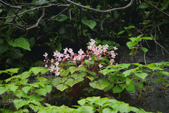 Begonia crenata
